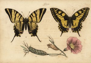 Eski Dünya kırlangıçkuyruğu, Papillo machaon 1,2,3 ve kıt kırlangıçkuyruğu, Iphiclides podalirius 4 by John Pardon