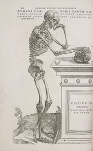 İskeletler Yandan görülen eklemli insan iskeleti by Frederick (attr. to) Barnard