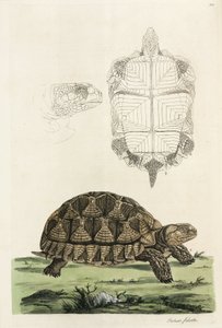 mahmuzlu kaplumbağa by John Pardon