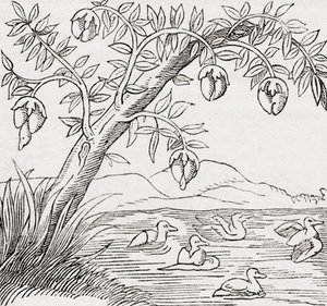 kuş ağacı by . .