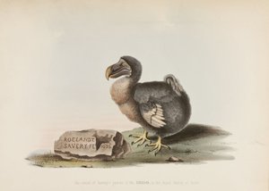 Dodo by John Pardon