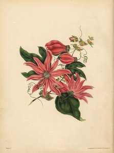 Racemose Passionflower, Passiflora racemosa, Dini batıl inanç by John Pardon