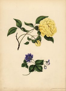 Tatlı kokulu China Rose, Rosa chinensis, Infidelity; Mavi Hepatica, Hepatica nobilis, Güven by John Pardon