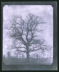 Kışın ağaç, 19. yüzyılın ortalarında by Frederick (attr. to) Barnard