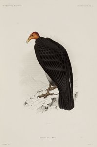 Türkiye akbaba, Şili by John Pardon