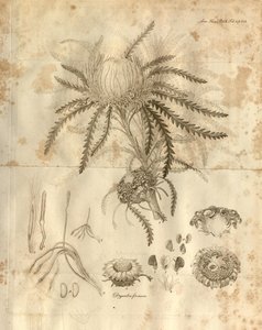 Bu, 1811
