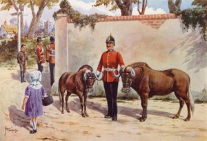 Wildebeestes (veya Beyaz Kuyruklu Gnu), Güney Galler Borderers