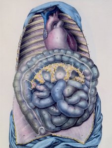 Kalın bağırsağın anatomisi, Manuel dAnatomie tanımlayıcı du Corps Humain