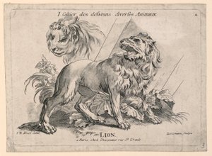 Aslan Çalışmaları, "Cahier des Desseins Diverses Animalaux"dan 4. Levha