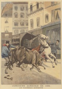 1895 tarım gösterisi. Kaçan bir boğa