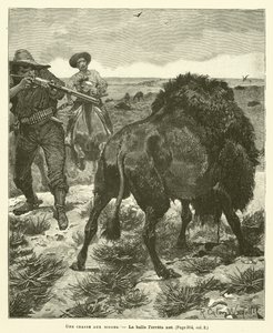 Bufalo Avı