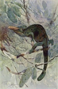 Afrika Bukalemunu by after Wilhelm Kuhnert