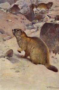 Alp dağ sıçanı by after Wilhelm Kuhnert