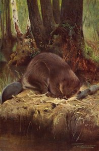 kunduz by after Wilhelm Kuhnert