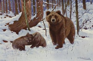 Kahverengi ayı by after Wilhelm Kuhnert