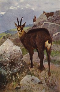 Güderi by after Wilhelm Kuhnert