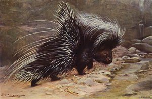 tepeli kirpi by after Wilhelm Kuhnert