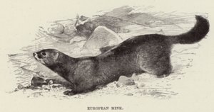 Avrupa Vizonu by after Wilhelm Kuhnert