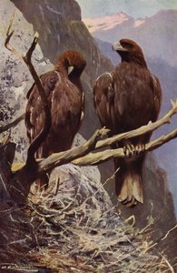 altın Kartal by after Wilhelm Kuhnert