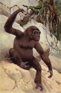 Goril by after Wilhelm Kuhnert