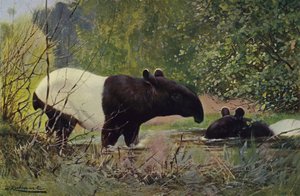 Hint tapiri