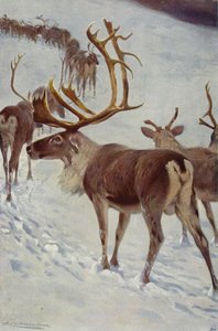 İskandinav Ren Geyiği by after Wilhelm Kuhnert