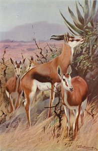 bahar bok by after Wilhelm Kuhnert