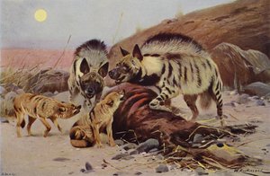 Çizgili Sırtlan ve Çakal by after Wilhelm Kuhnert