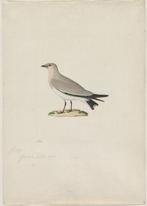 Küçük Pratincole (Sütlü Glareola) by attributed to Paul Hüet