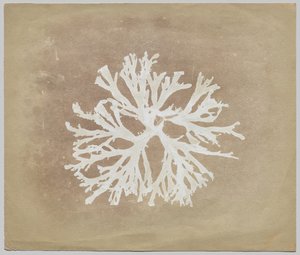 yosun by circle of William Henry Fox Talbot