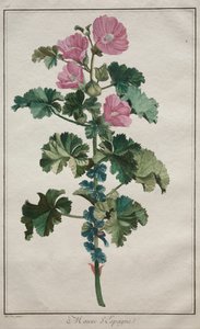 Yirmi dört bitki ve çiçek koleksiyonu: Ebegümeci, 1772
