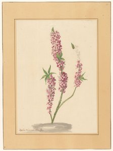 Bir yerde kırmızı biber ağacı by familie Van der Vinne (attributed to)