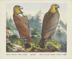 Aigle doré. / Altın Kartal. / Goldadler. / Goudarend. / Aquila dorato. / Aigle kraliyet. / Kraliyet kartalı. / Königsadler. / Steenarend. / Ossifrago (nesne üzerindeki başlık) by firma Joseph Scholz