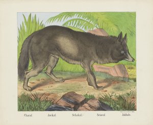 Chacal. / Çakal. / Şakal. / Siyasal. / Jakhals (nesne üzerindeki başlık)