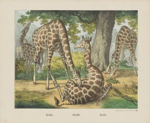 Zürafa. / Zürafa. / Zürafa (nesne üzerindeki başlık) by firma Joseph Scholz