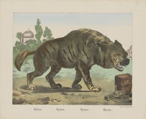 Sırtlan. / Sırtlan. / Sırtlan. / Sırtlan (nesne üzerindeki başlık) by firma Joseph Scholz