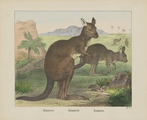 Kanguru / Kanguru. / Kanguru (nesne üzerindeki başlık)