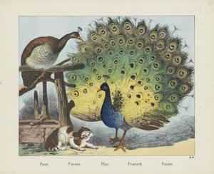 Paon. / Pavone. / Pfau. / Tavuskuşu. / Paauw (nesne üzerindeki başlık)