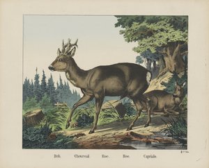 Reh. / Chevreuil. / Karaca. / Ree. / Capriulo (nesne üzerindeki başlık) by firma Joseph Scholz