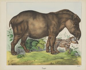 Tapir (nesne üzerindeki başlık) by firma Joseph Scholz