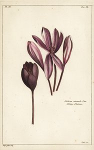 Sonbahar çiğdem, çayır safranı veya çıplak bayanlar, Colchicum Autumnale, Linn