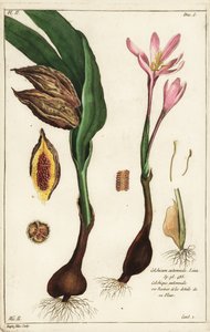 Sonbahar çiğdem, çayır safranı veya çıplak bayanlar, Colchicum Autumnale, Linn