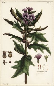 Kara ban, jusquiame noire, Hyoscyamus niger Linn
