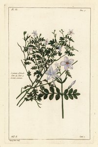 Ortak yasemin, Jasminum officinale, Linn