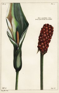 Guguklu bira veya yabani arum, çiçek ve meyve, Arum maculatum, Linn