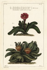 Elkhorn bitkisi, Rhombophyllum dolabriforme (Balta yapraklı incir kadife çiçeği, Mesembryanthemum dolabriforme) by the Younger Dupin