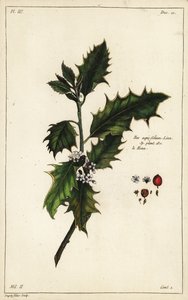 Avrupa kutsal, Ilex aquifolium, Linn