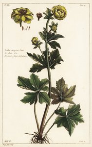 Küre çiçeği, Trollius europaeus, Linn by the Younger Dupin