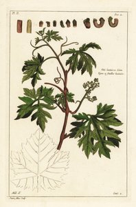 Bir asma üzerinde yapraklar ve tomurcuklanan üzümler, Vitis vinifera by the Younger Dupin