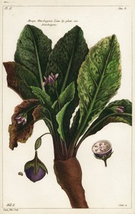 Mandrake, Mandragora officinarum by the Younger Dupin